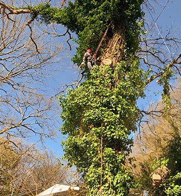 Asin Chudai - Hernandez Tree